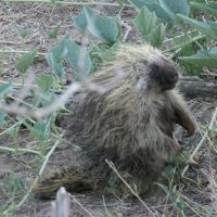 IMG_1096-crop-med