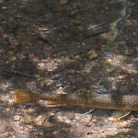 IMG_1327-crop-d
