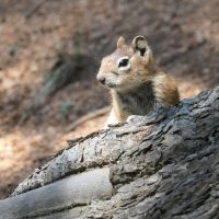 IMG_1374-crop-med