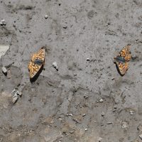 IMG_1806-crop