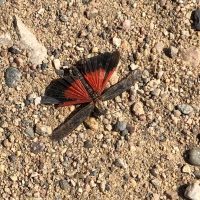 IMG_2547-crop