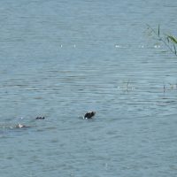 IMG_2572-crop