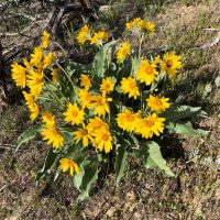 Mule ears flowers