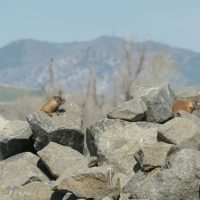 Five skittish marmots along Yampa River