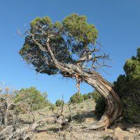 Juniper tree doing limbo