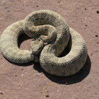 Rattlesnake pretzel