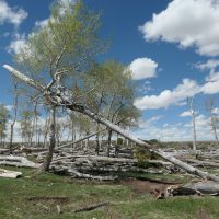 Aspen grew two trunks around fallen comrade