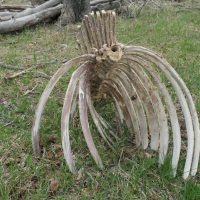 Horse ribs