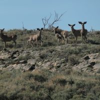 Deer surprised at people on foot
