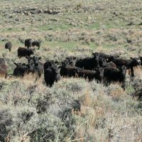 Yearling cattle on sustainable rotational grazing