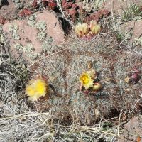 Cactus