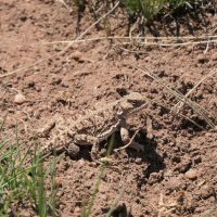 Horned toad