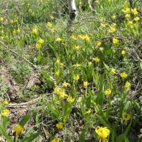 Glacier lilies