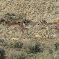 Pronghorn antelope