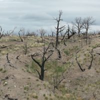 Junipers after fire a couple years ago
