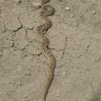 Rattlesnake