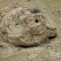 Stromatolite (50 million-year-old fossil algae)