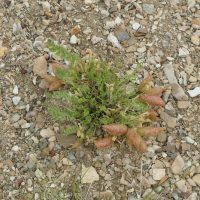 One of many strange plants