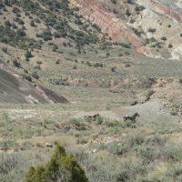 Wild horses fleeing us